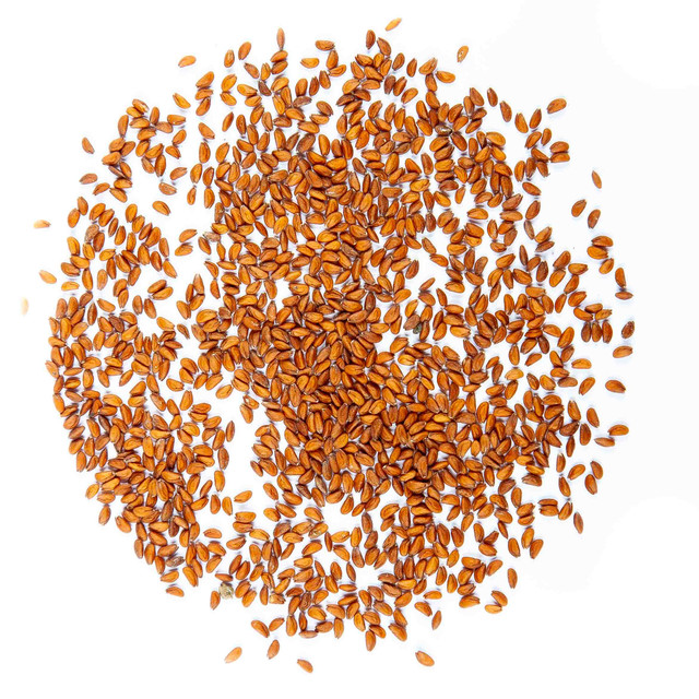 Graines de cresson alénois (biologiques) - Germigarden