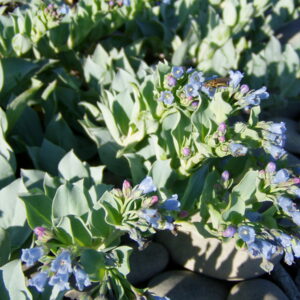 Graines de Mertensia Maritime