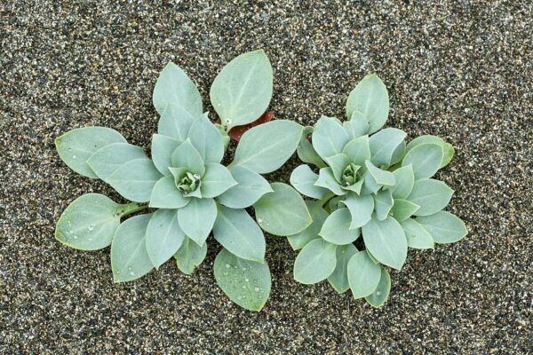 Mertensia maritima