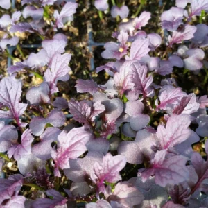 Graines de Moutarde ‘Red Frills’