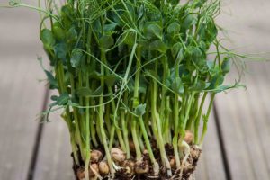 MG-pea-frilly Pois Affyla